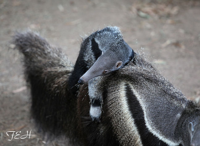 anteater mother and baby