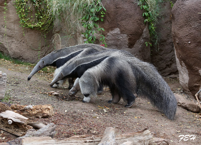 anteater mother and child