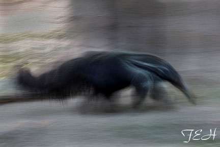anteater on the move