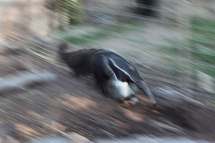 anteater on the run