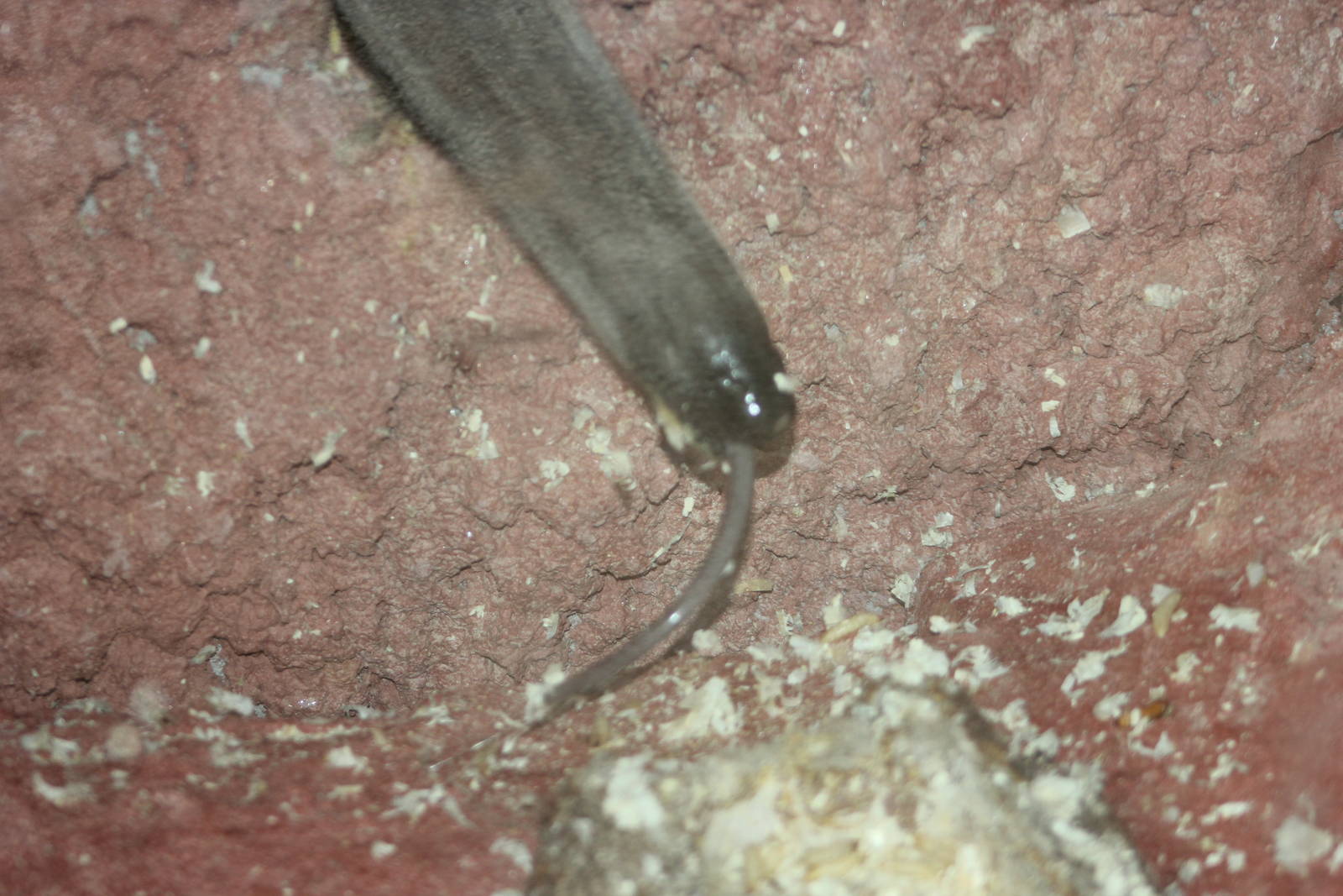 Anteater using termite feeding mound
