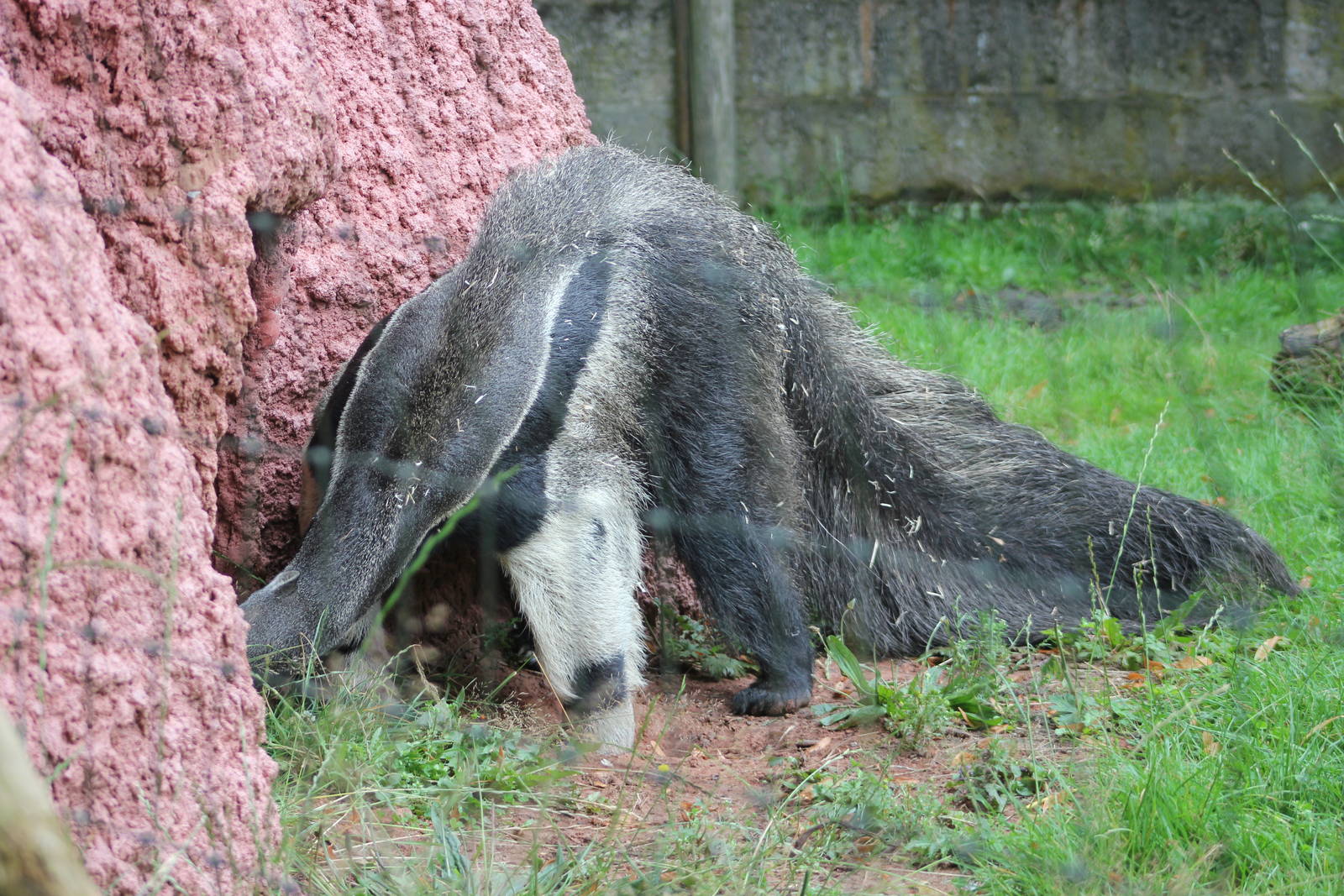 Anteater using termite feeding mound
