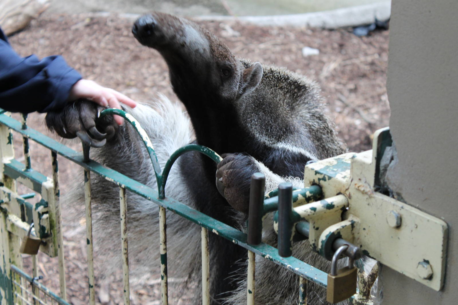Anteater with keeper