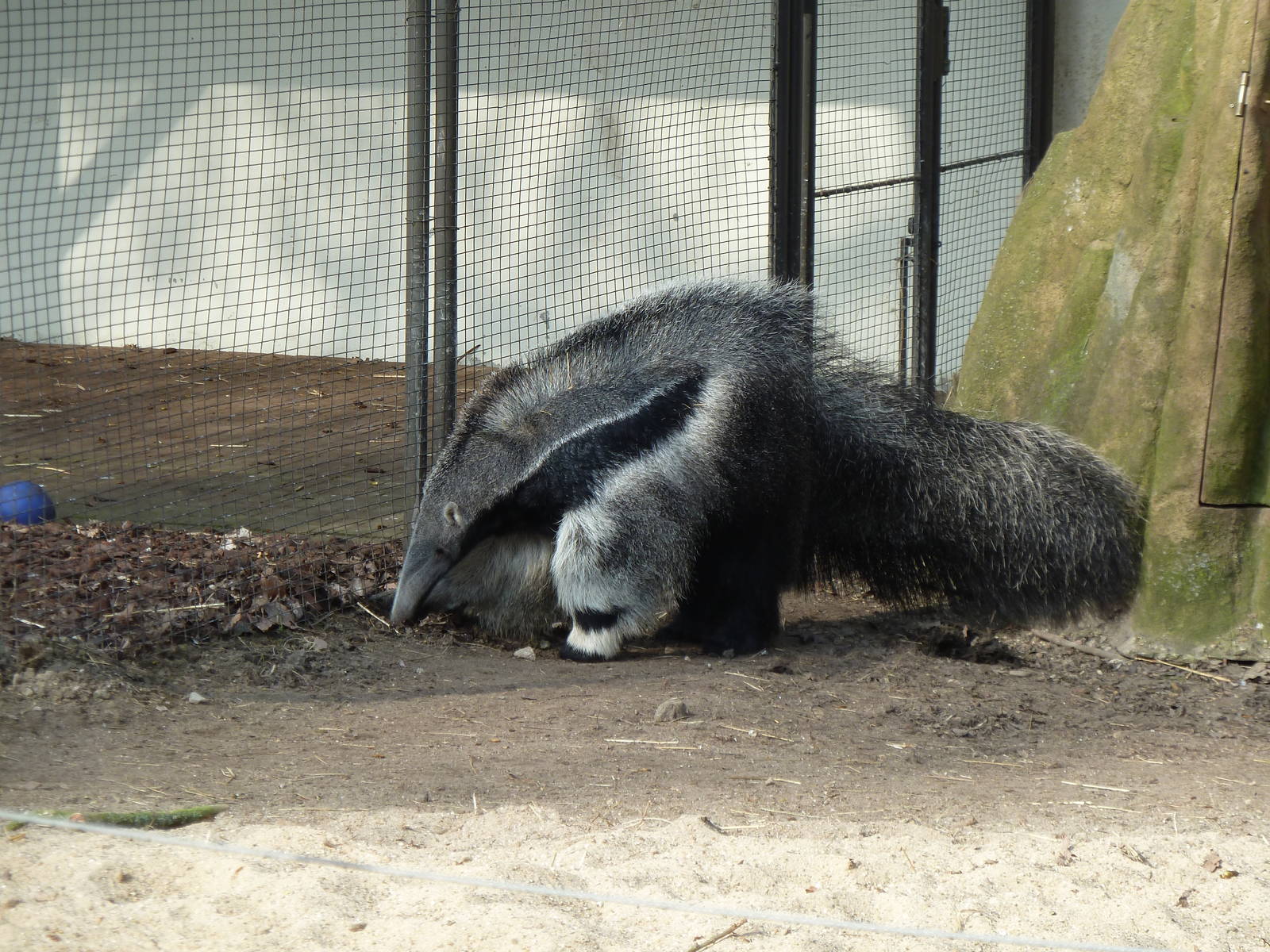 Anteater