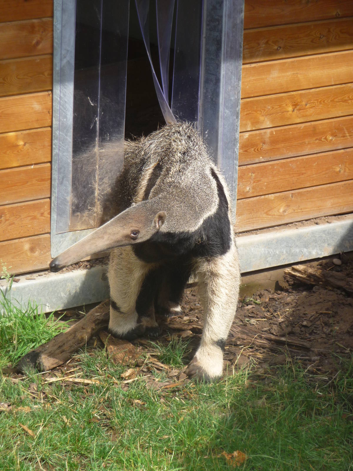 Anteater