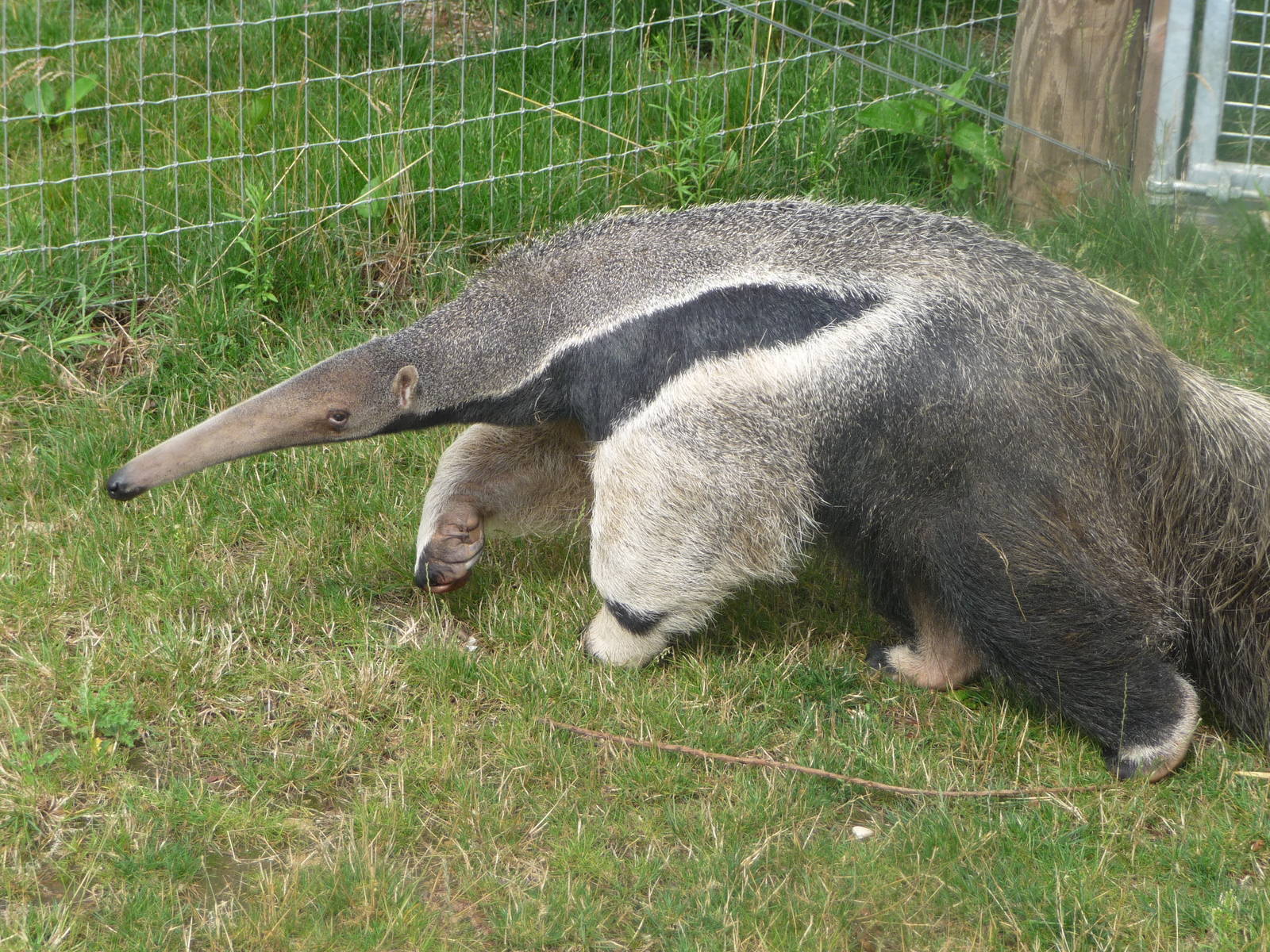 Anteater
