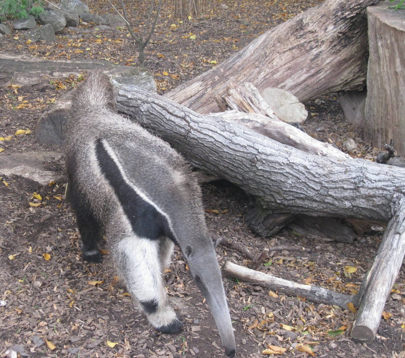 Anteater