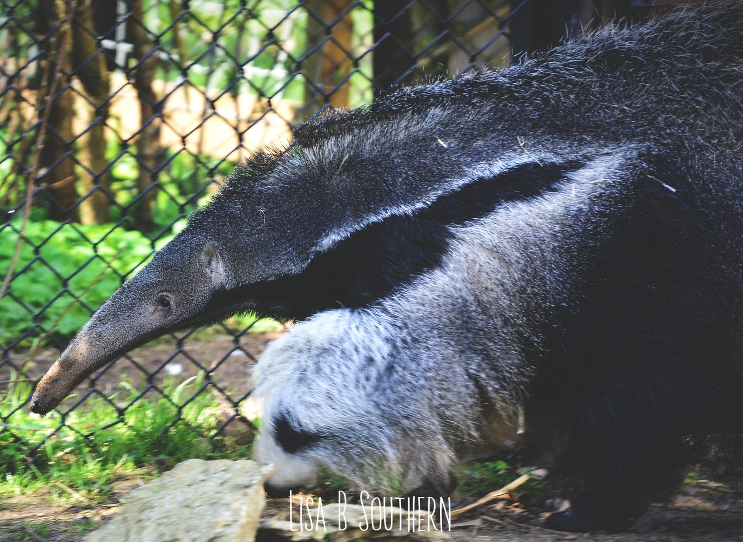 anteater