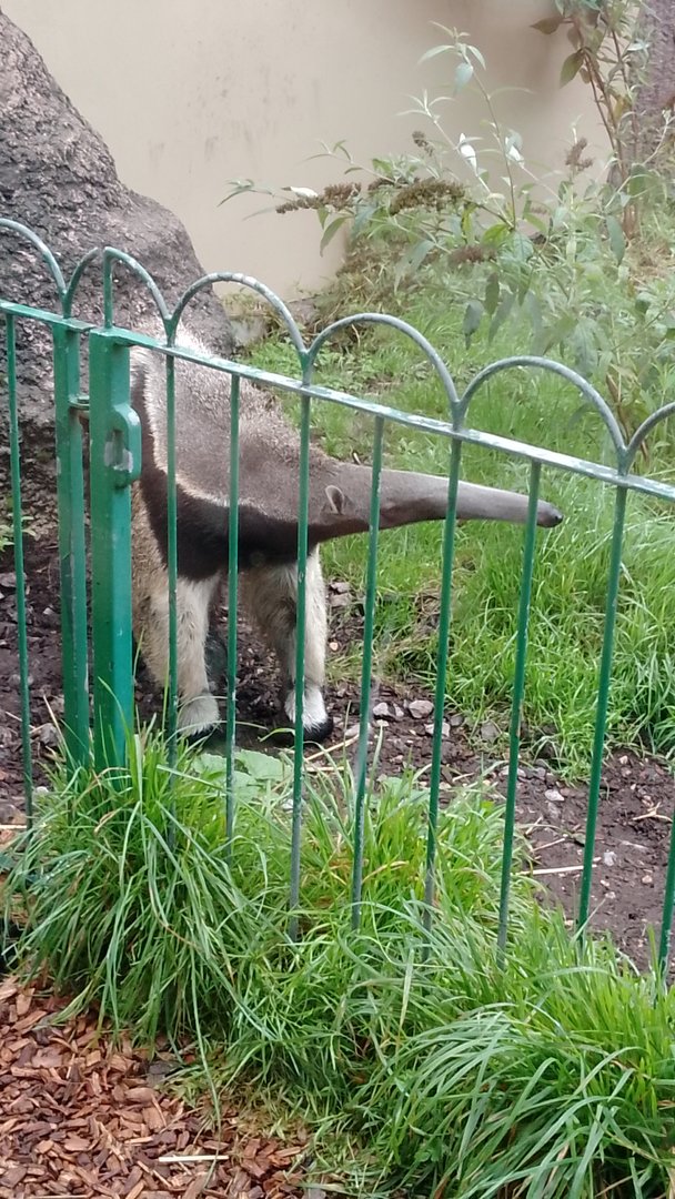 Anteater