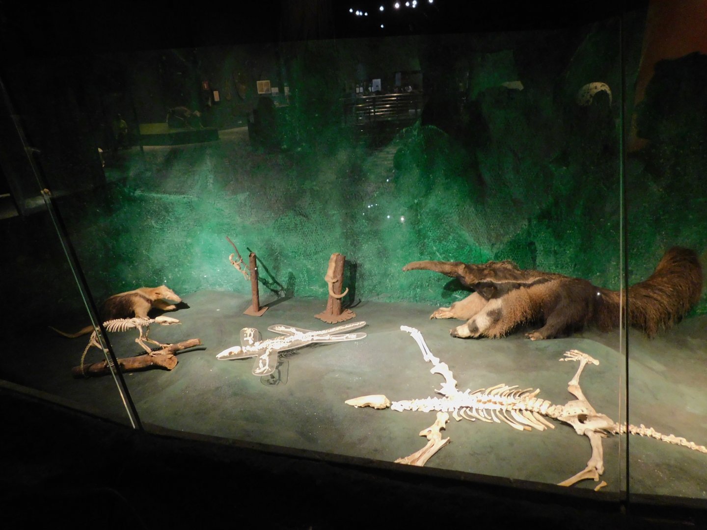 Anteaters display - Museum of PUC Minas - Brazil