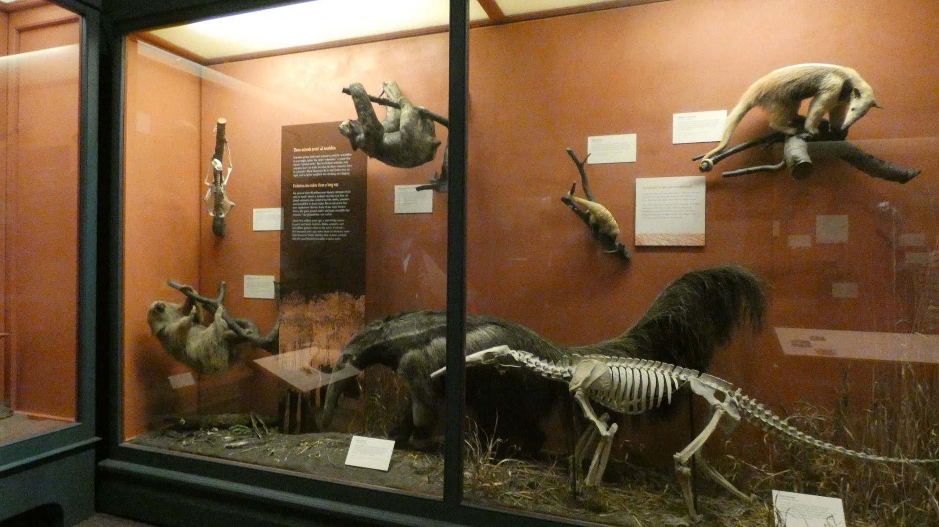 Anteaters & Sloths, Animal Groups - Feb. 2022