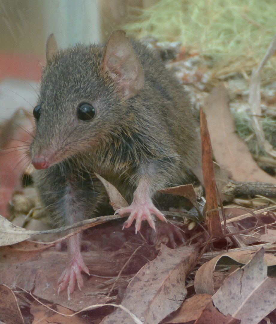 Antechinus swainsonii