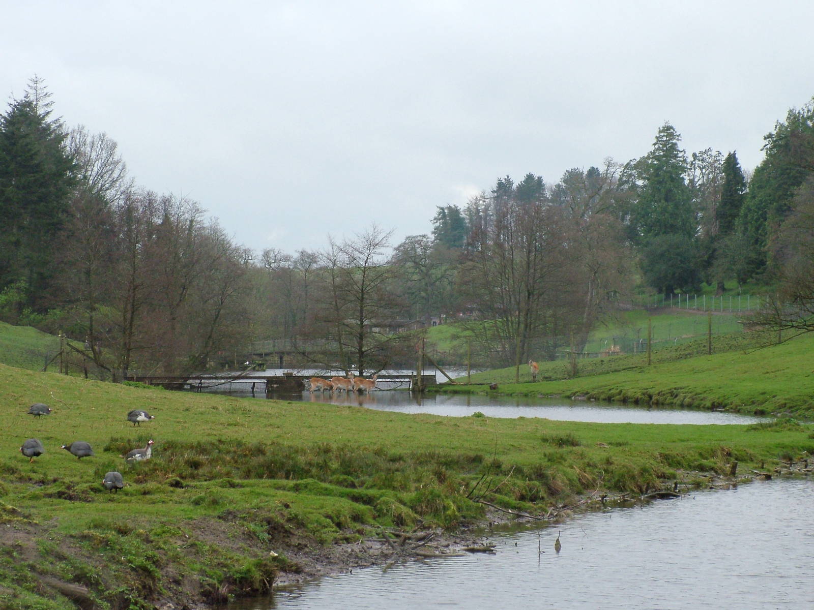 Antelope and Deer paddock at Cricket St Thomas 10/04/09