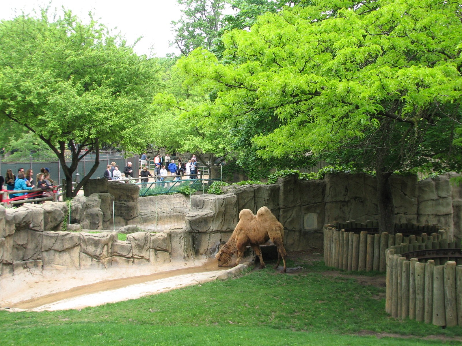 Antelope and Zebra Area - Bactrian Camel Exhibit