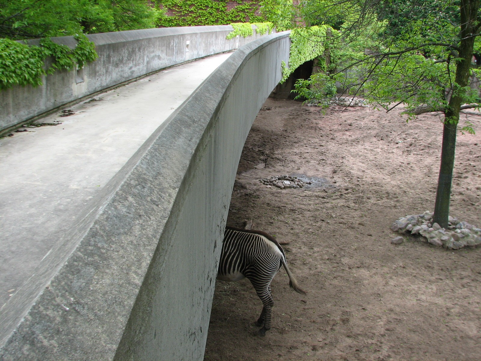 Antelope and Zebra Area - Grevys Zebra Exhibit