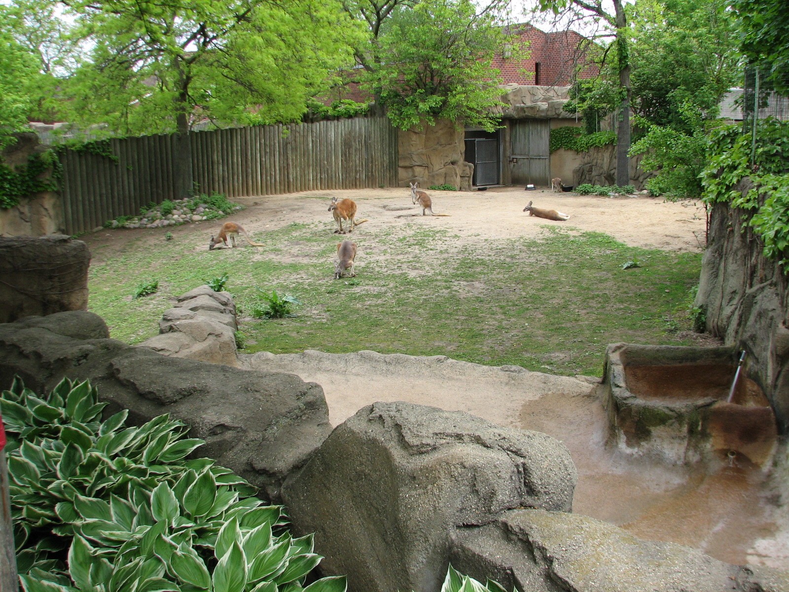 Antelope and Zebra Area - Red Kangaroo Exhibit