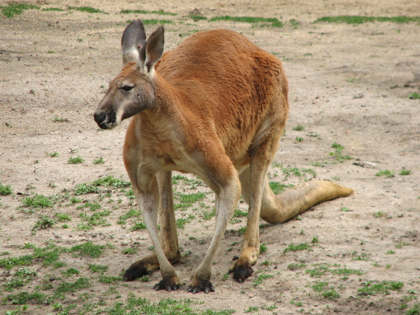 Antelope and Zebra Area - Red Kangaroo Exhibit