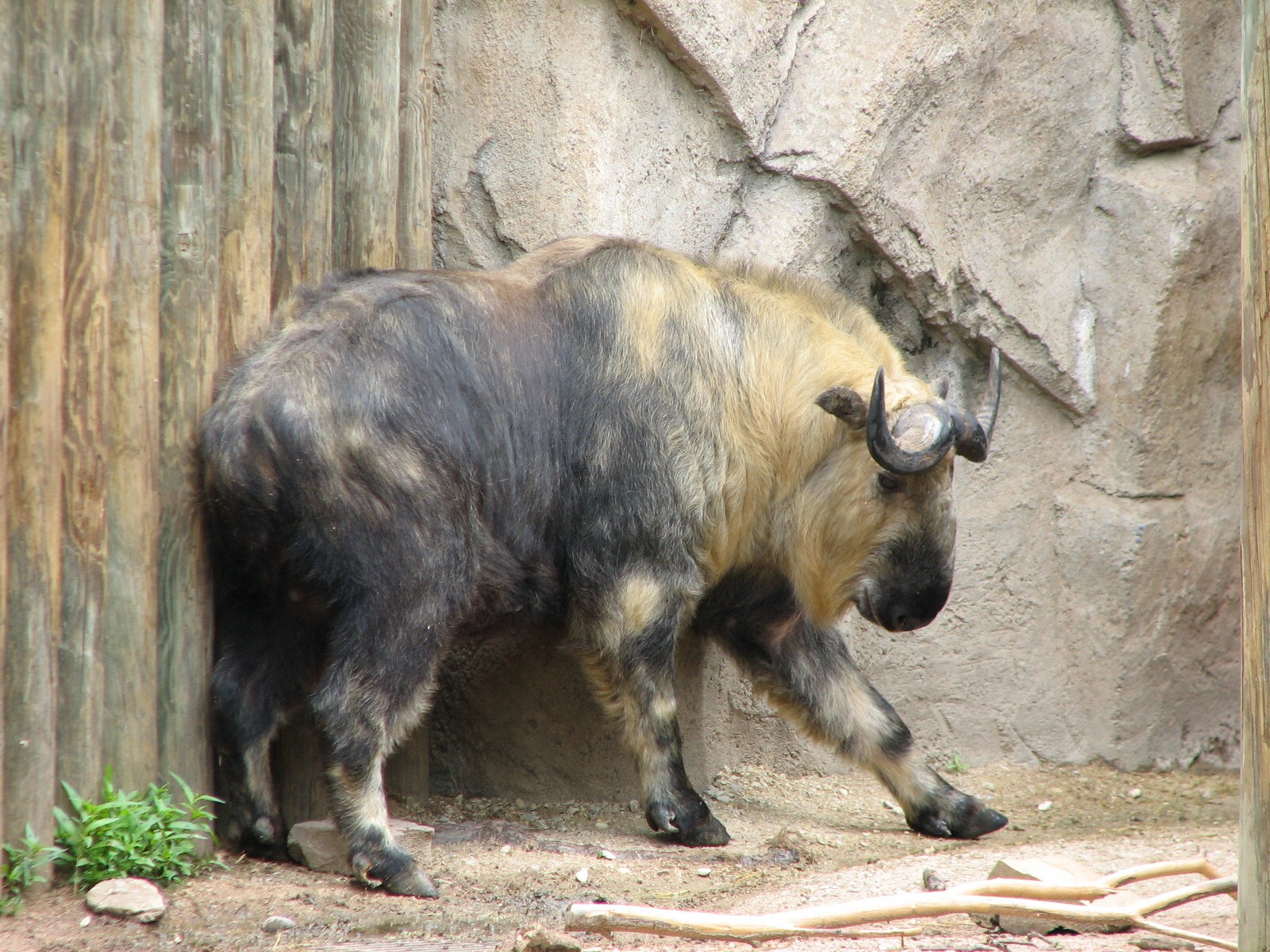 Antelope and Zebra Area - Sichuan Takin