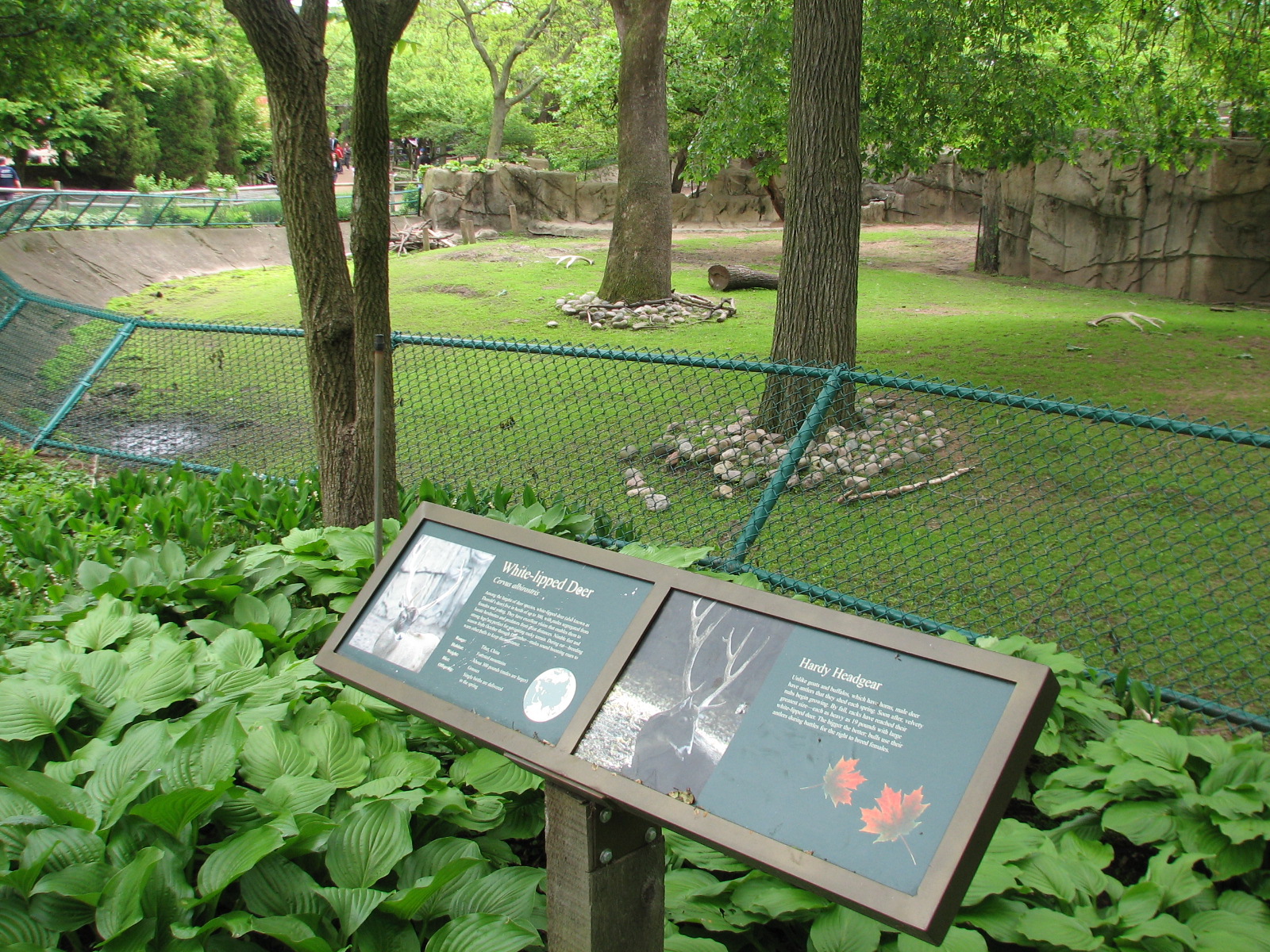 Antelope and Zebra Area - White-lipped Deer Exhibit 1