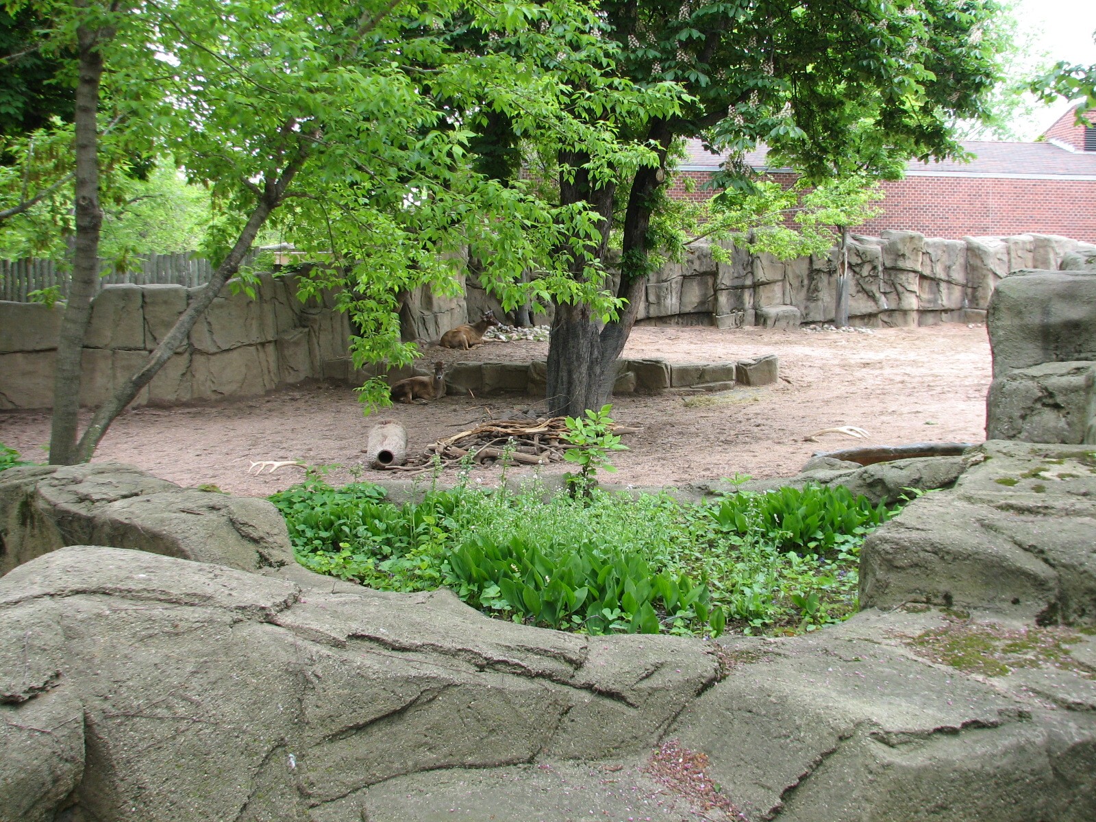 Antelope and Zebra Area - White-lipped Deer Exhibit 2