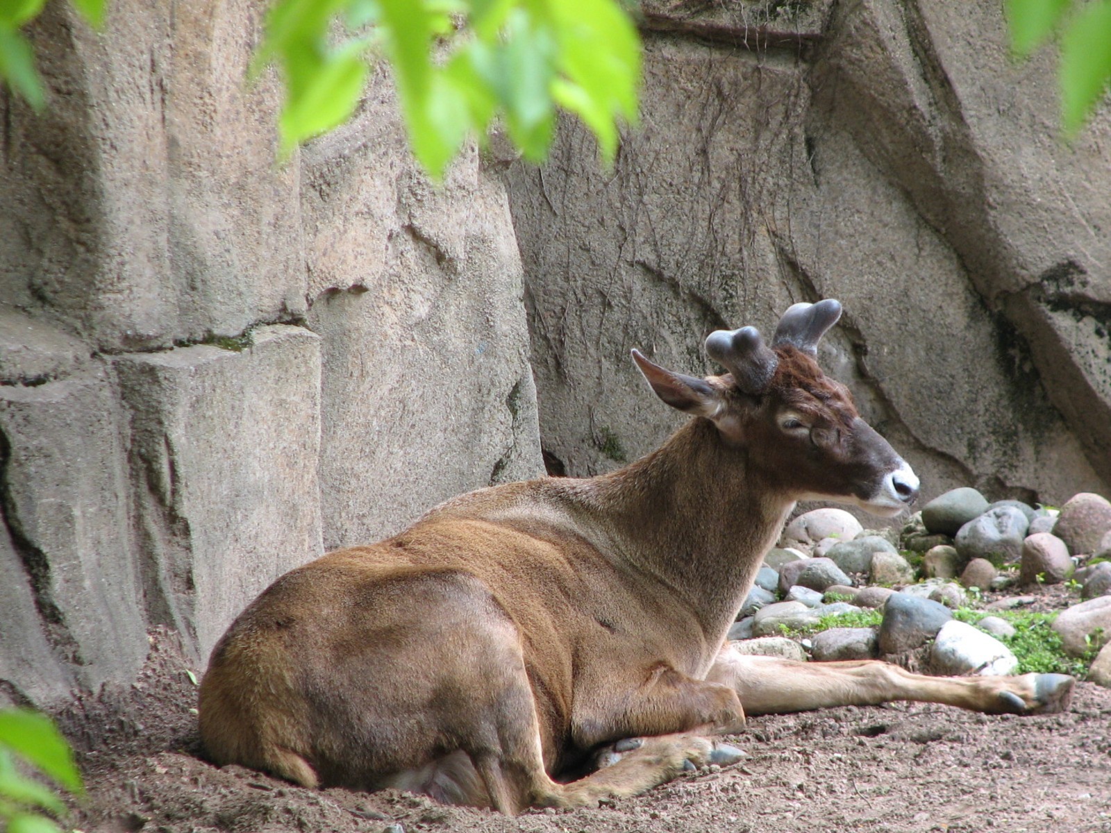 Antelope and Zebra Area - White-lipped Deer Exhibit 2