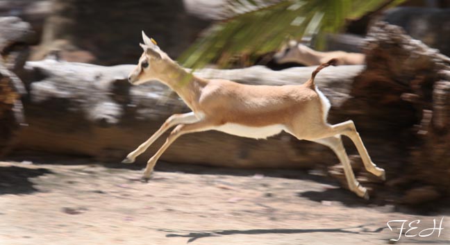 antelope can fly