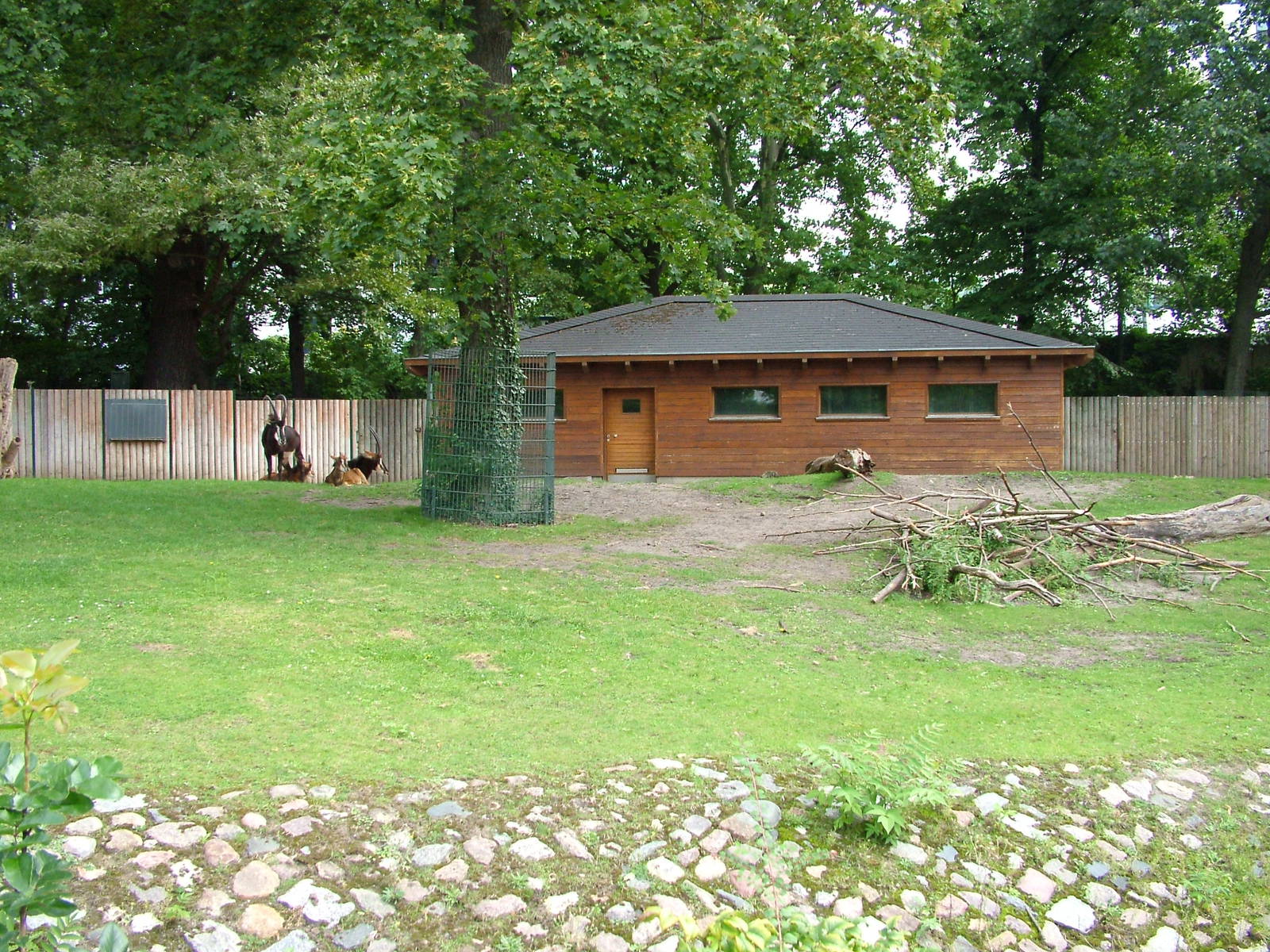 Antelope Exhibit at Berlin Zoo, 31/08/11