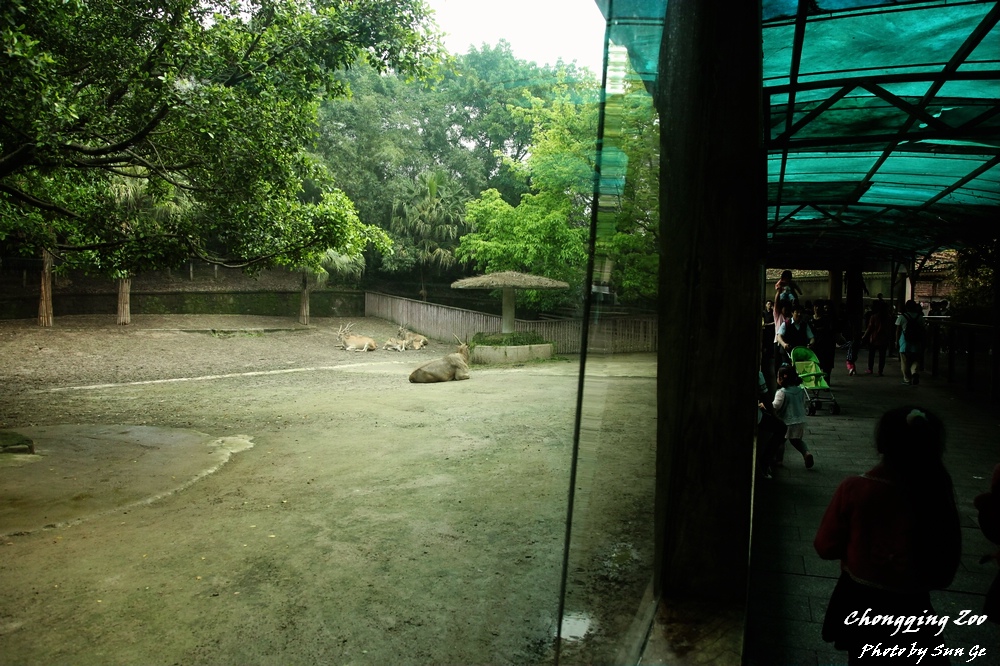 Antelope Exhibit