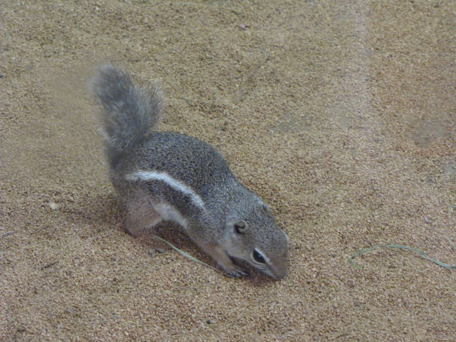 Antelope Ground Squirrel