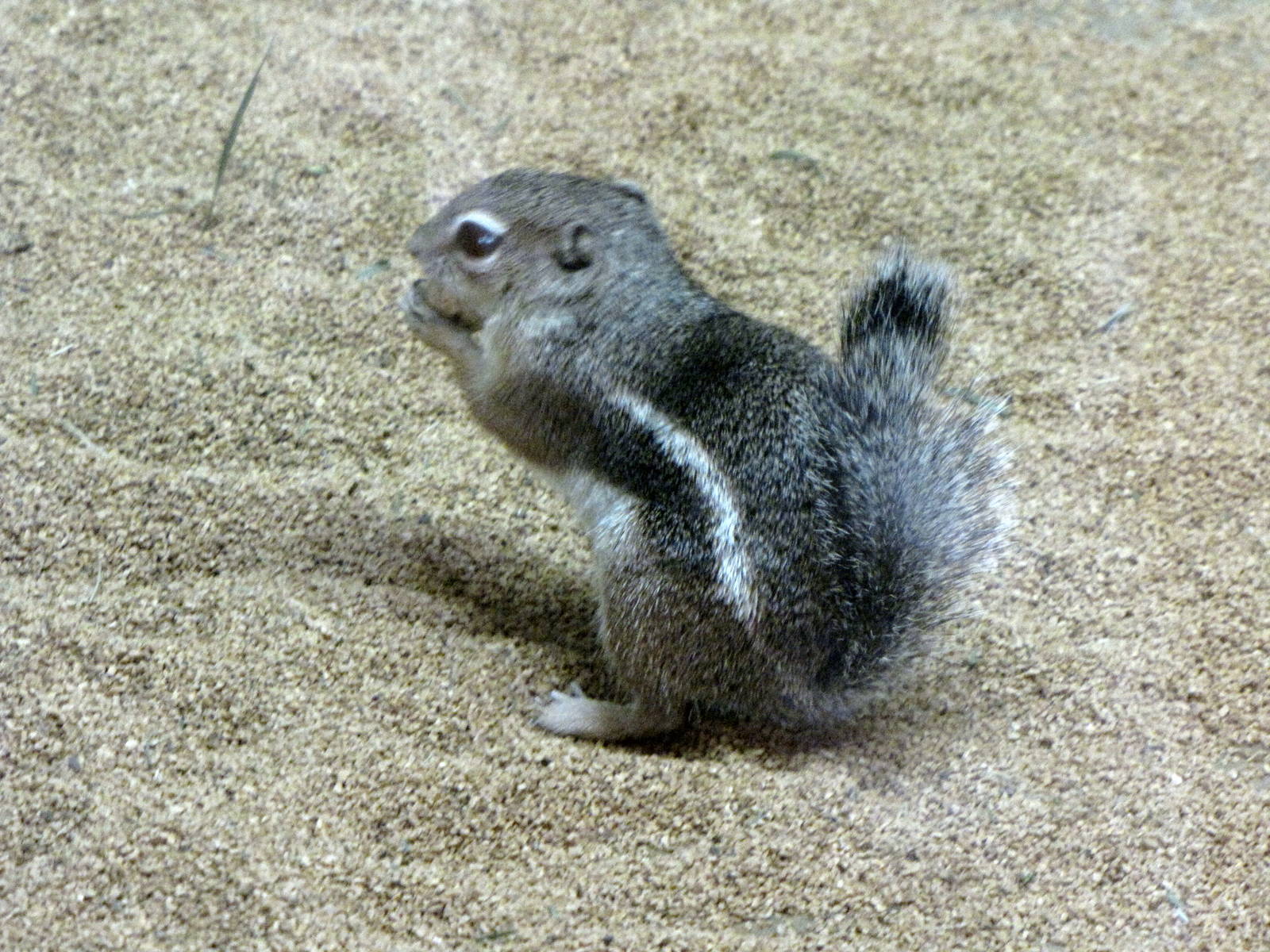 Antelope Ground Squirrel