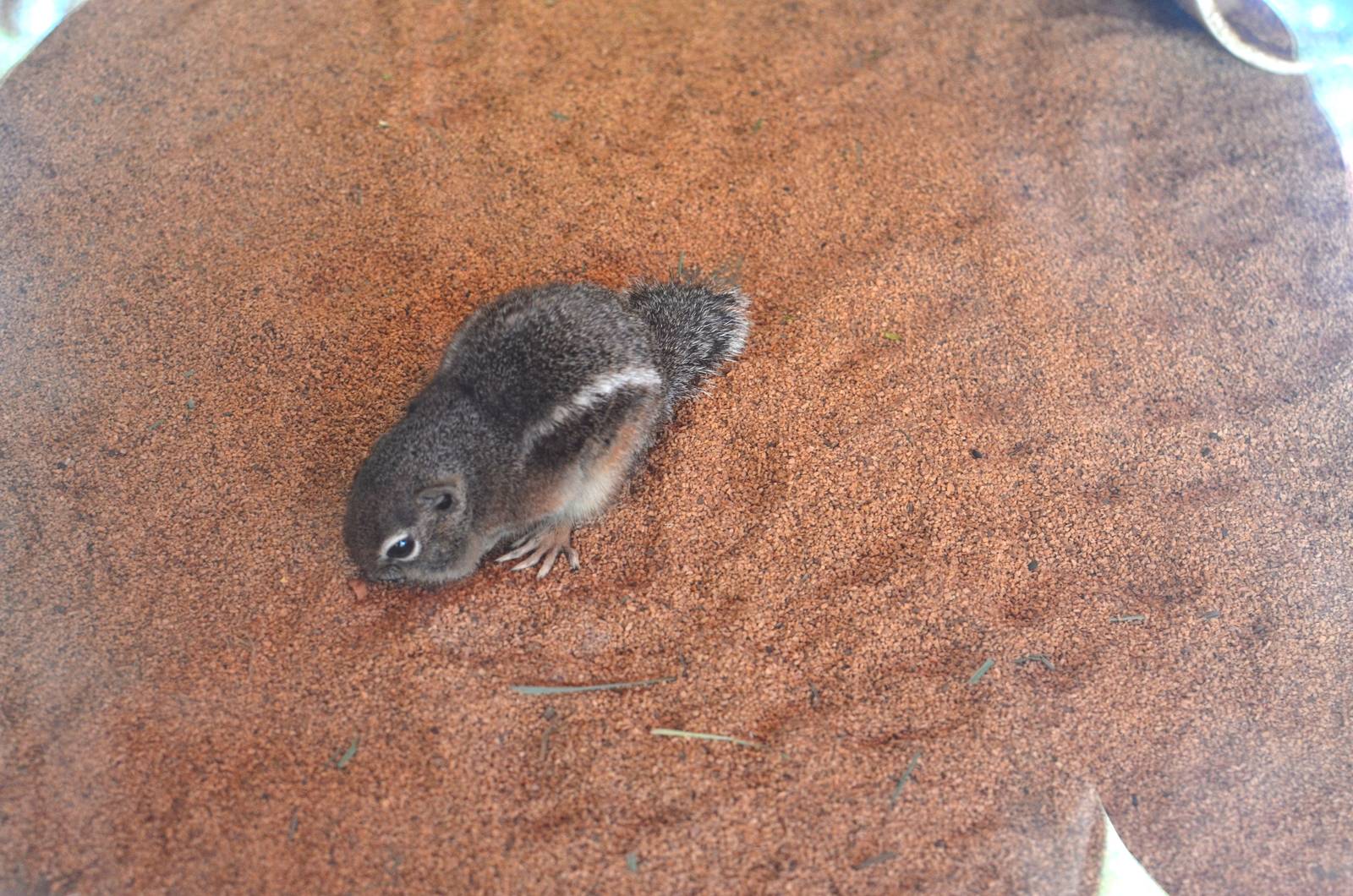 Antelope Ground Squirrel