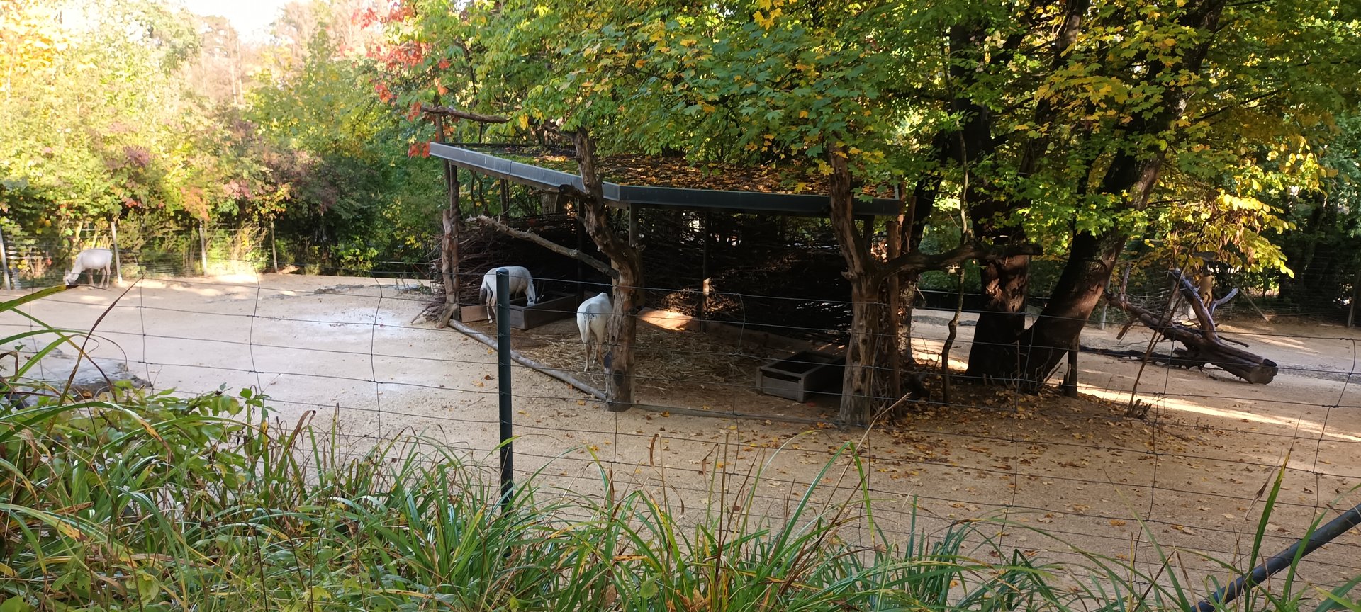 Antelope House Arabian Oryx outdoor Enclosure