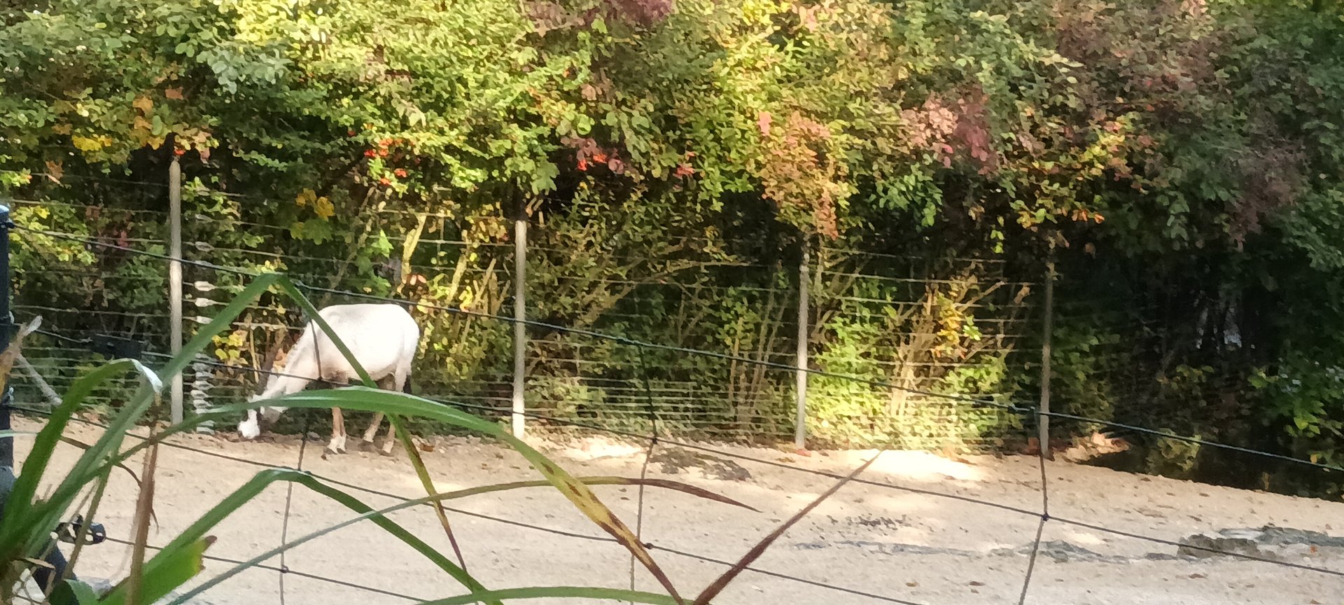 Antelope House Arabian Oryx