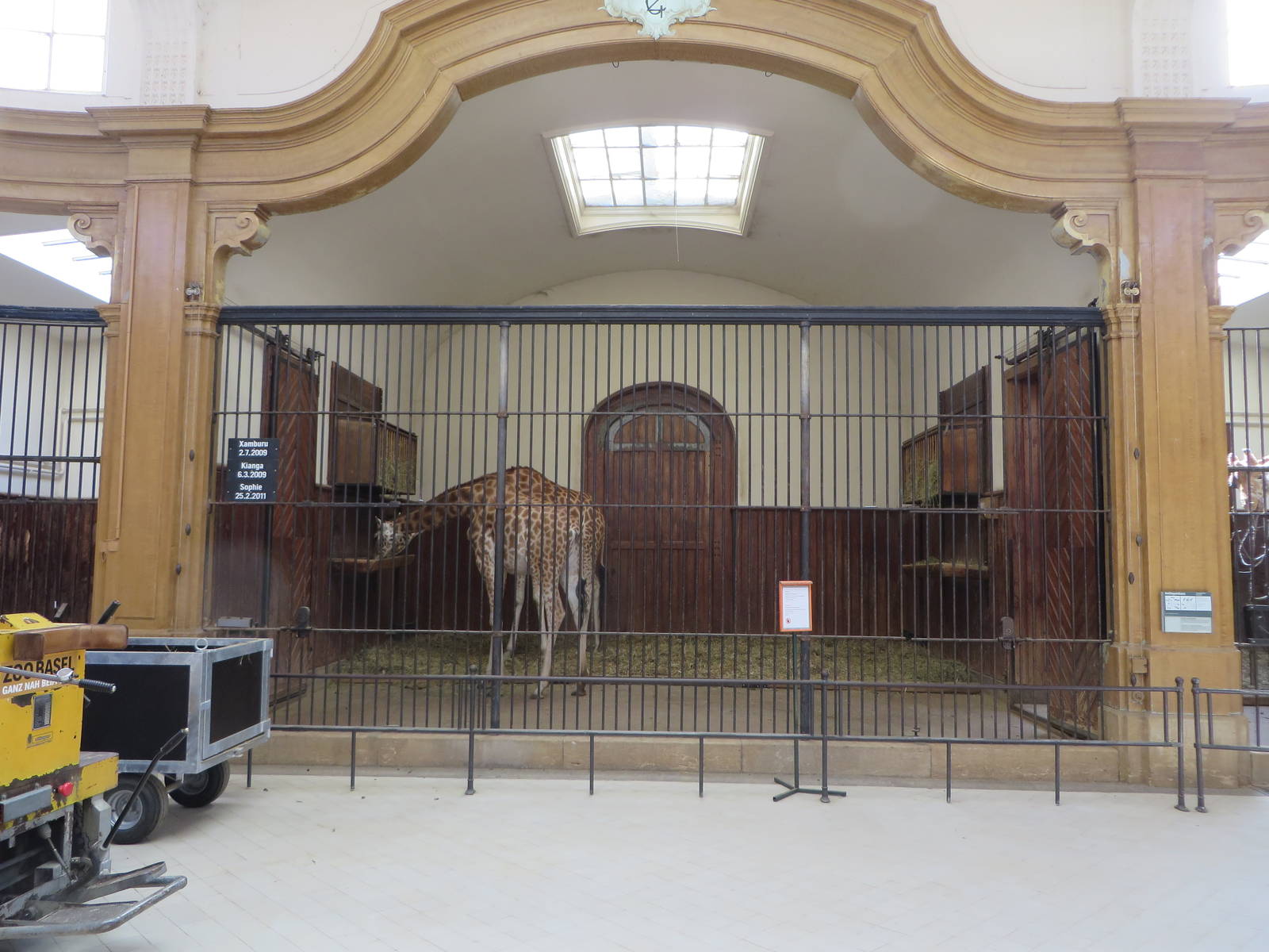 Antelope house - giraffe indoors