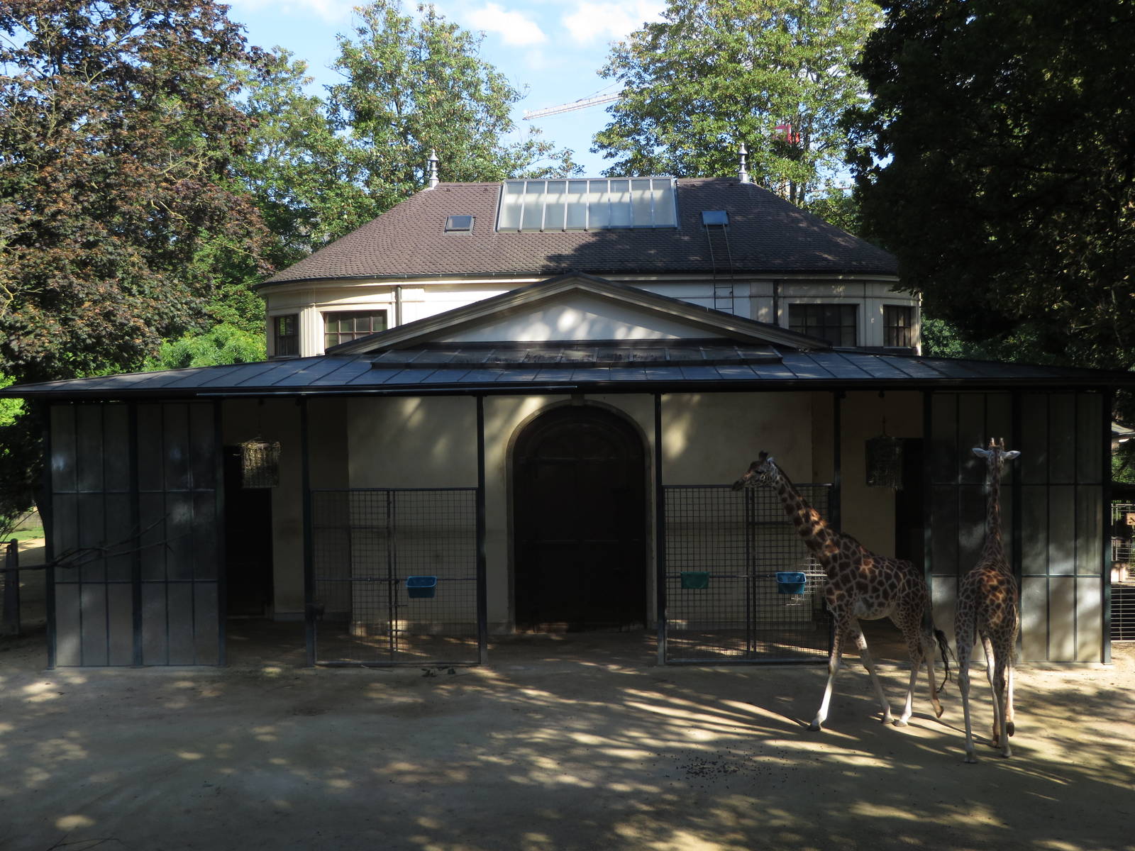 Antelope house - giraffe outdoors