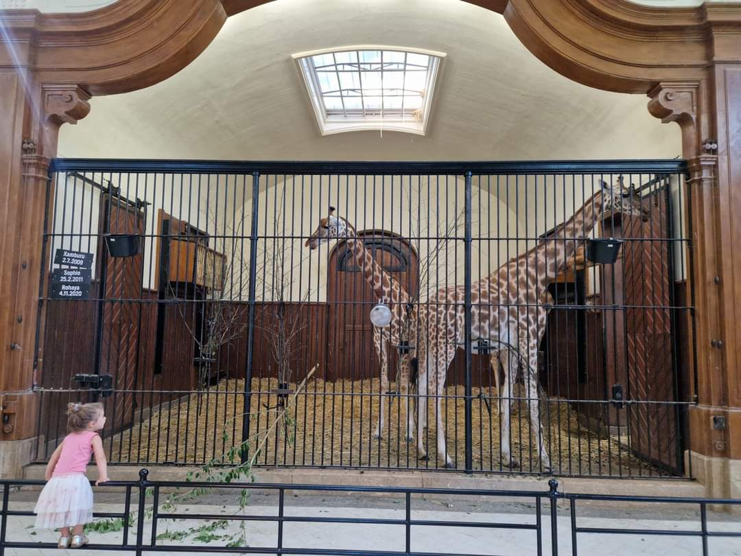 Antelope house, Giraffe