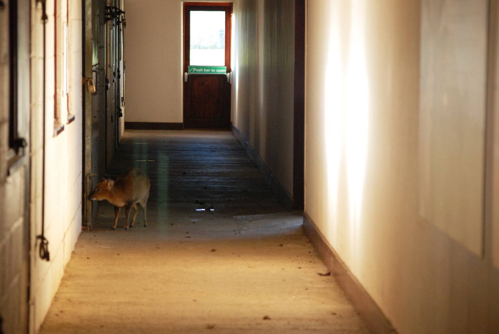 Antelope House Interior at Whipsnade, 07/12/12