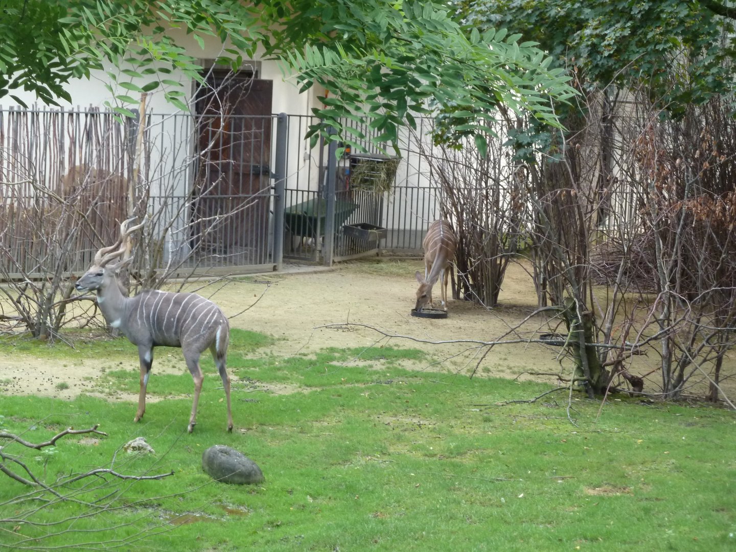 Antelope House - Lesser kudu (Tragelaphus imberbis)
