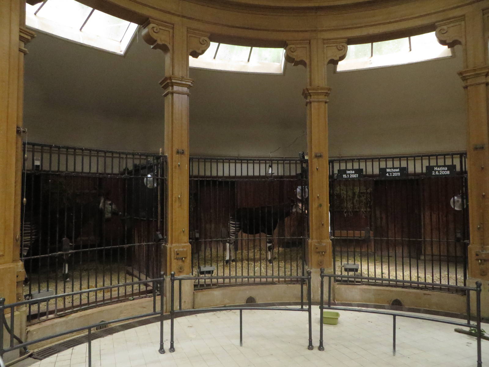 Antelope house - okapi indoors