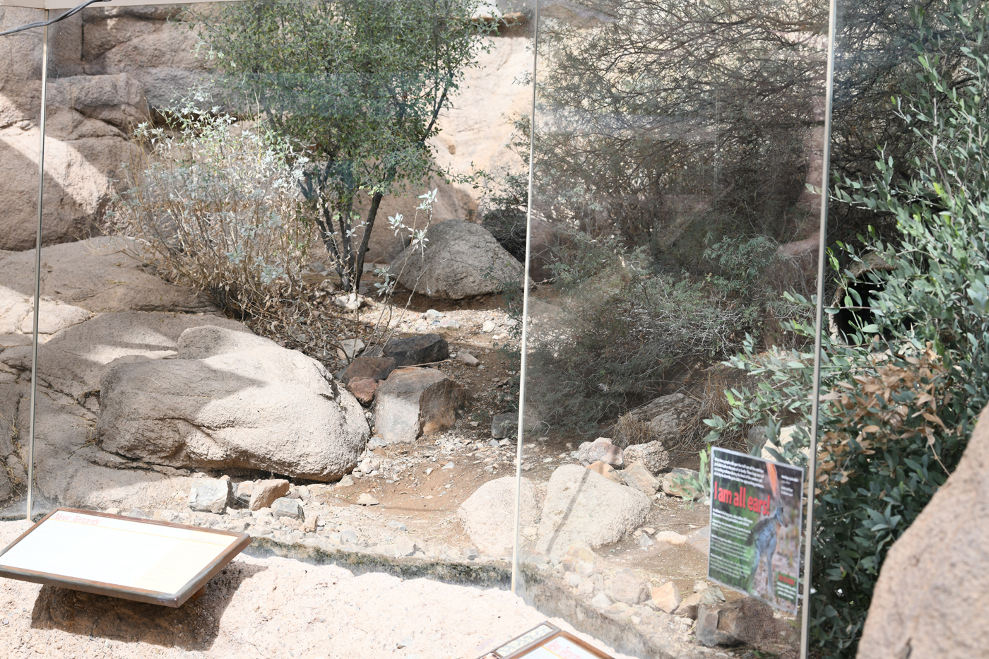 antelope jackrabbit exhibit