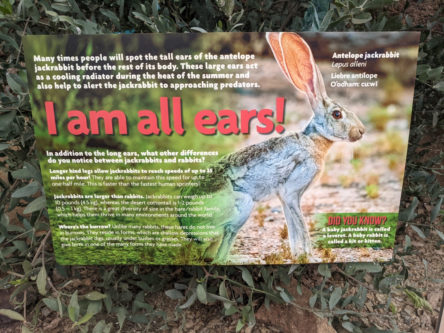 Antelope jackrabbit (Lepus alleni) signage