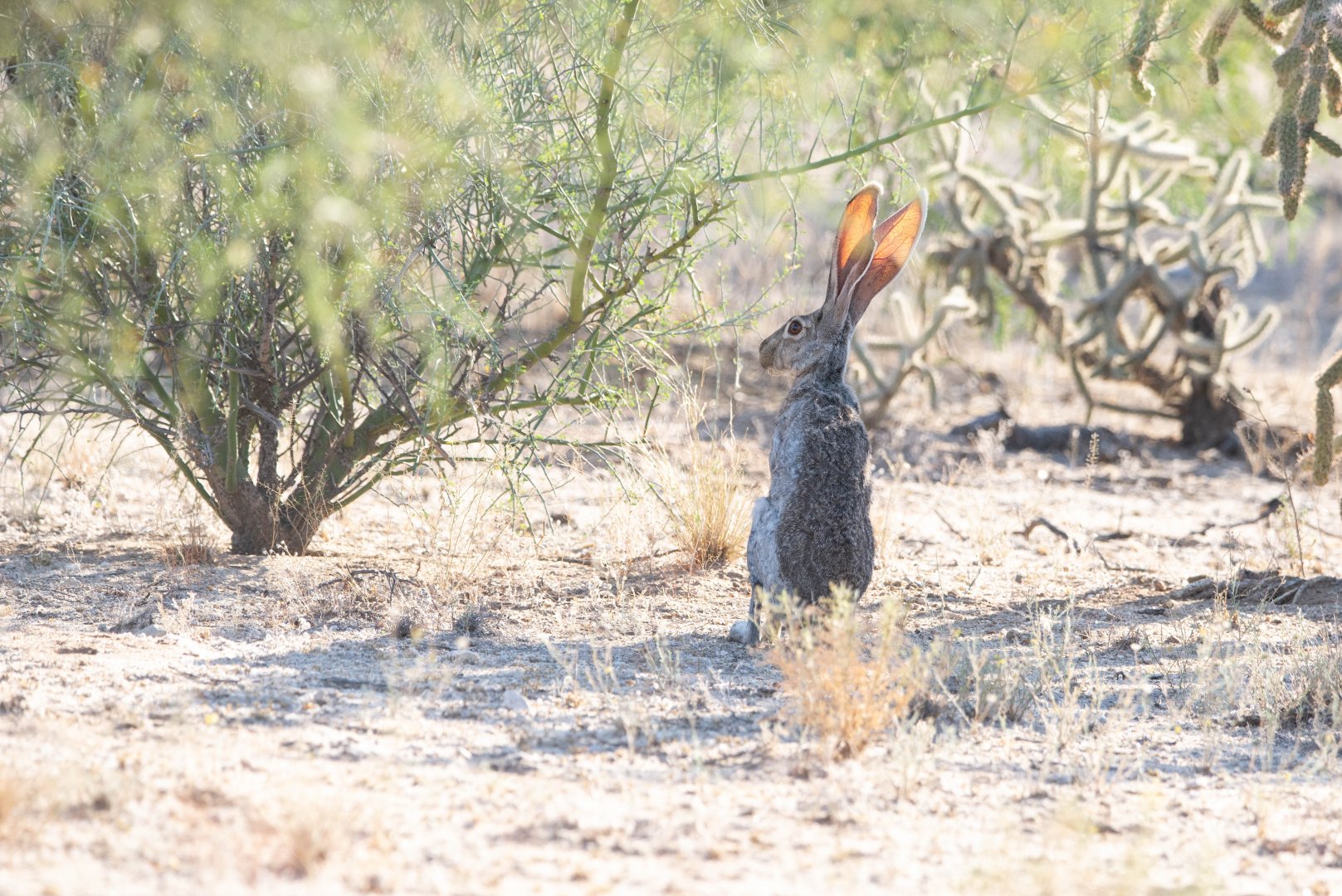 Antelope Jackrabbit- Lepus alleni