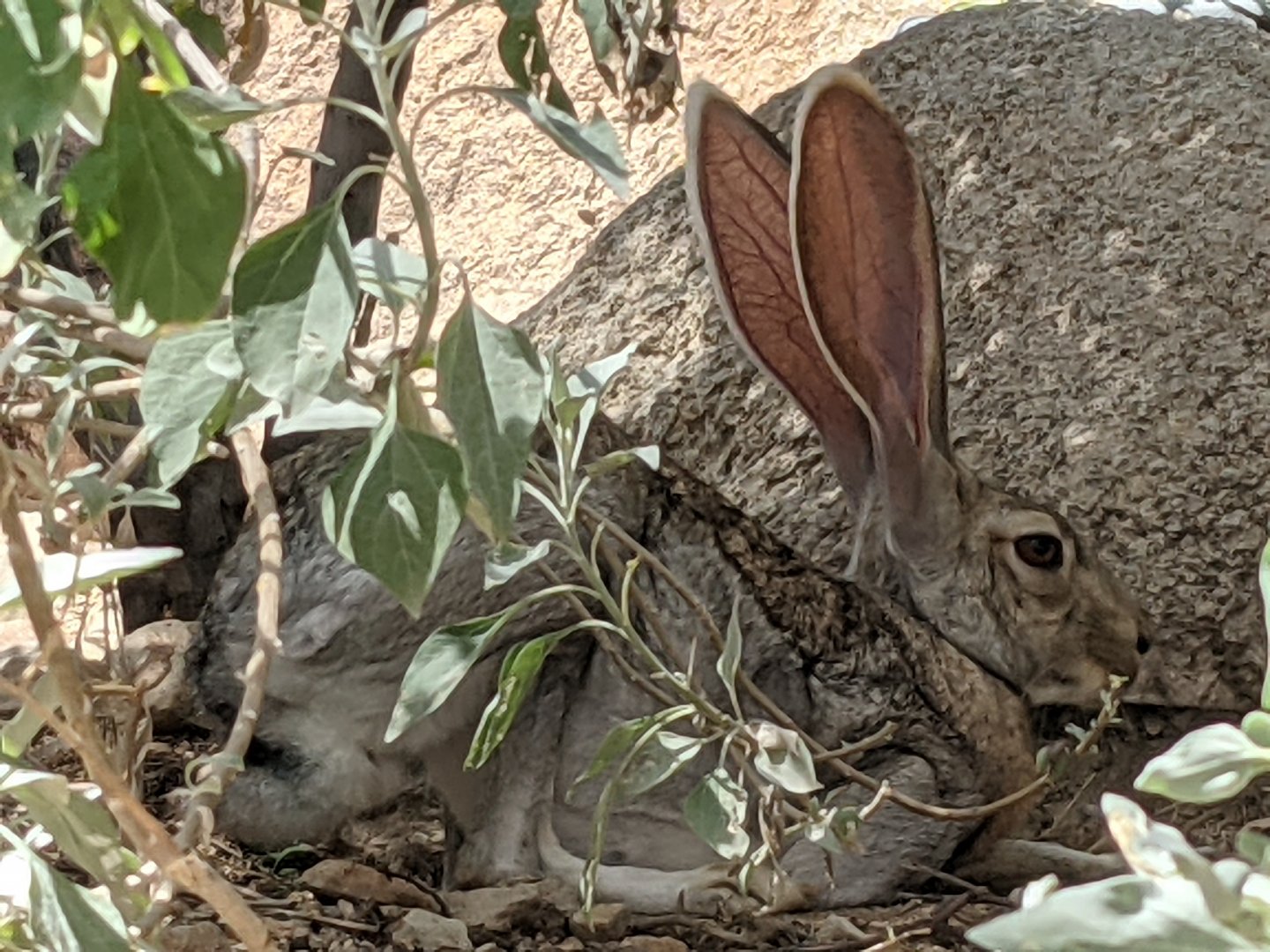 Antelope jackrabbit (Lepus alleni)