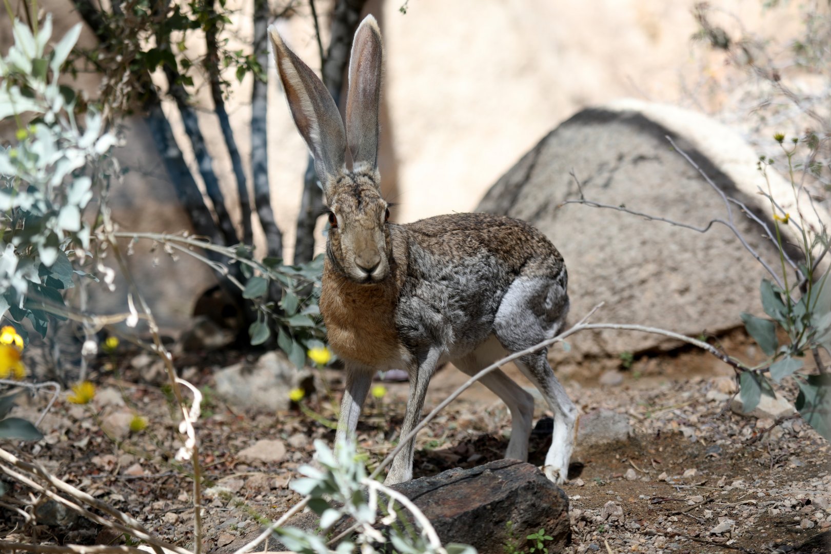 antelope jackrabbit (Lepus alleni)
