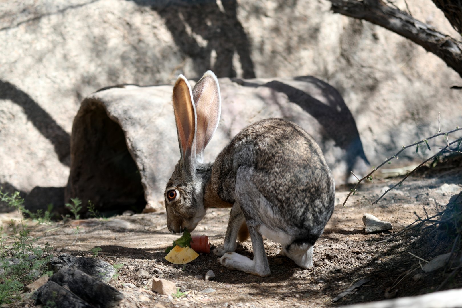 antelope jackrabbit (Lepus alleni)