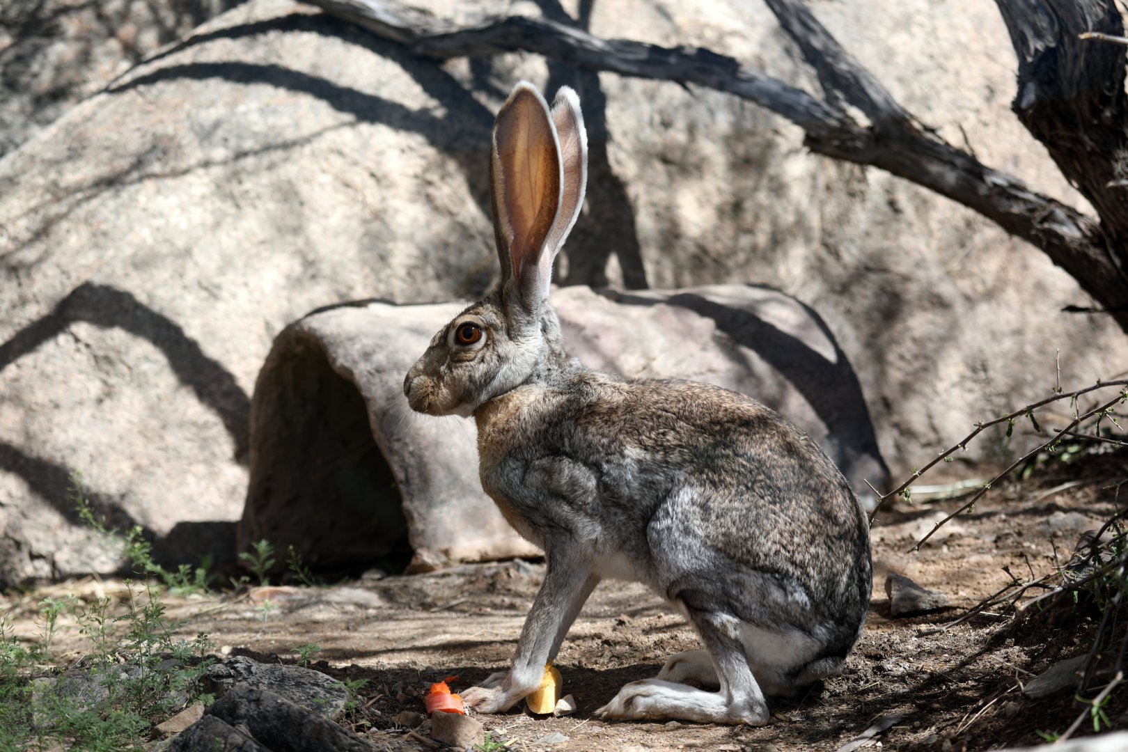 antelope jackrabbit (Lepus alleni)