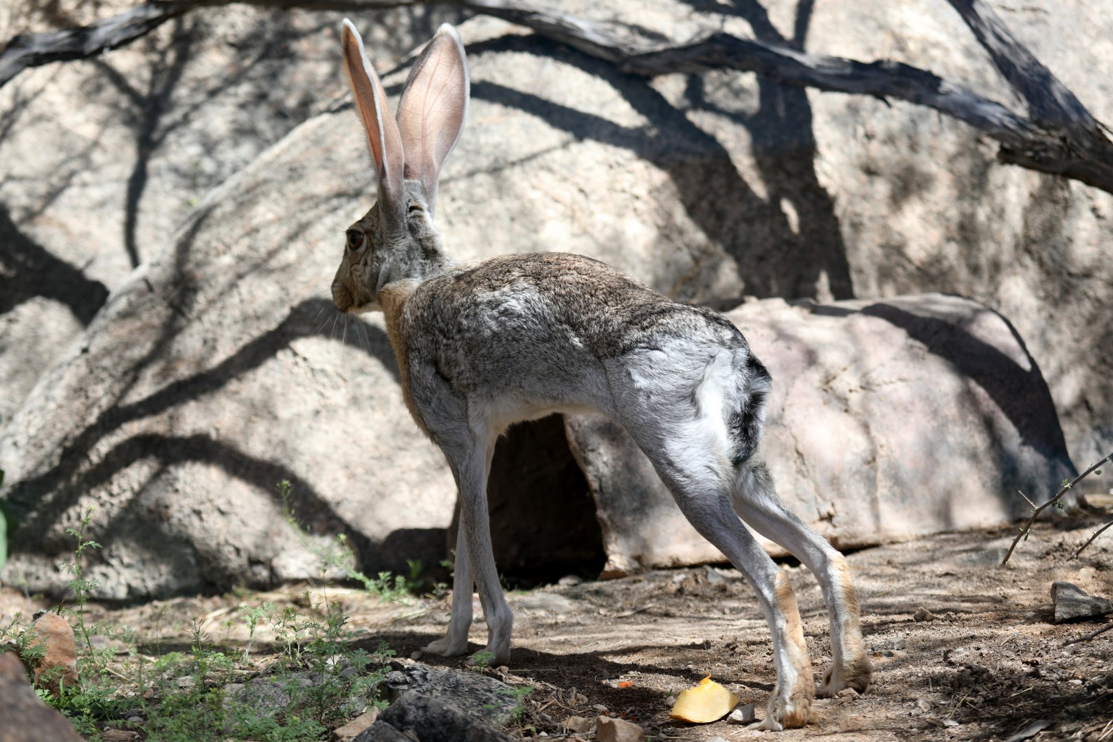 antelope jackrabbit (Lepus alleni)