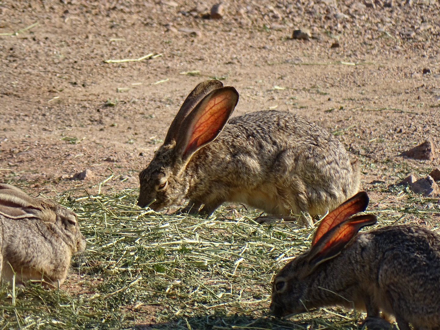 Antelope jackrabbit (Lepus alleni)