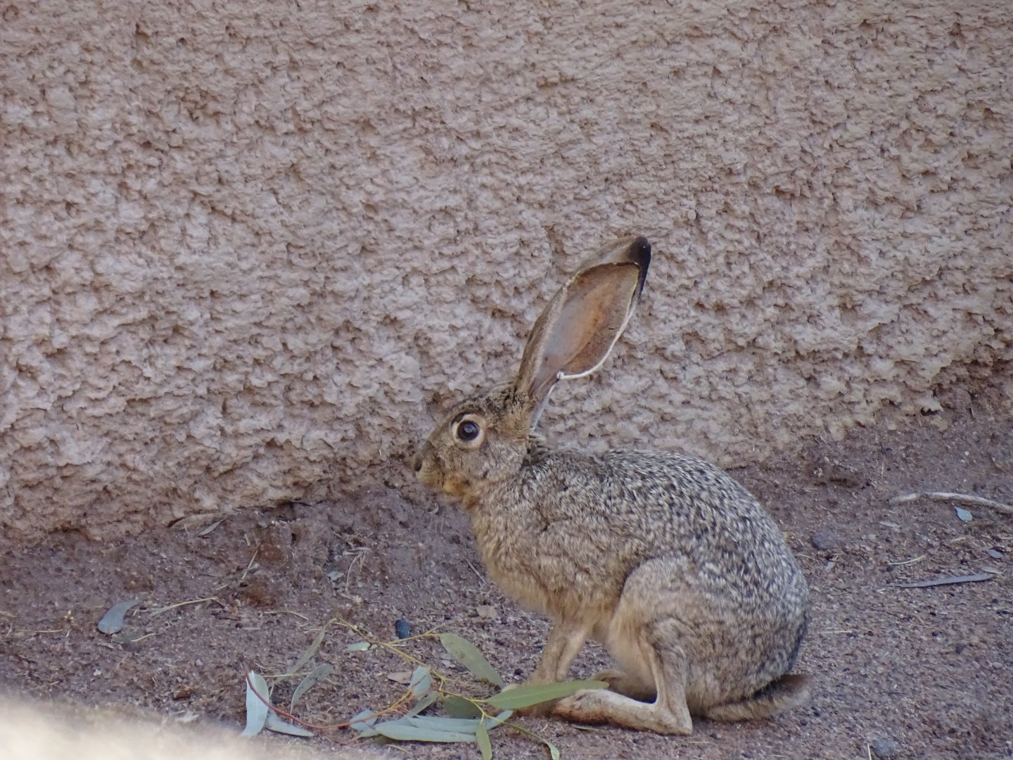 Antelope jackrabbit (Lepus alleni)