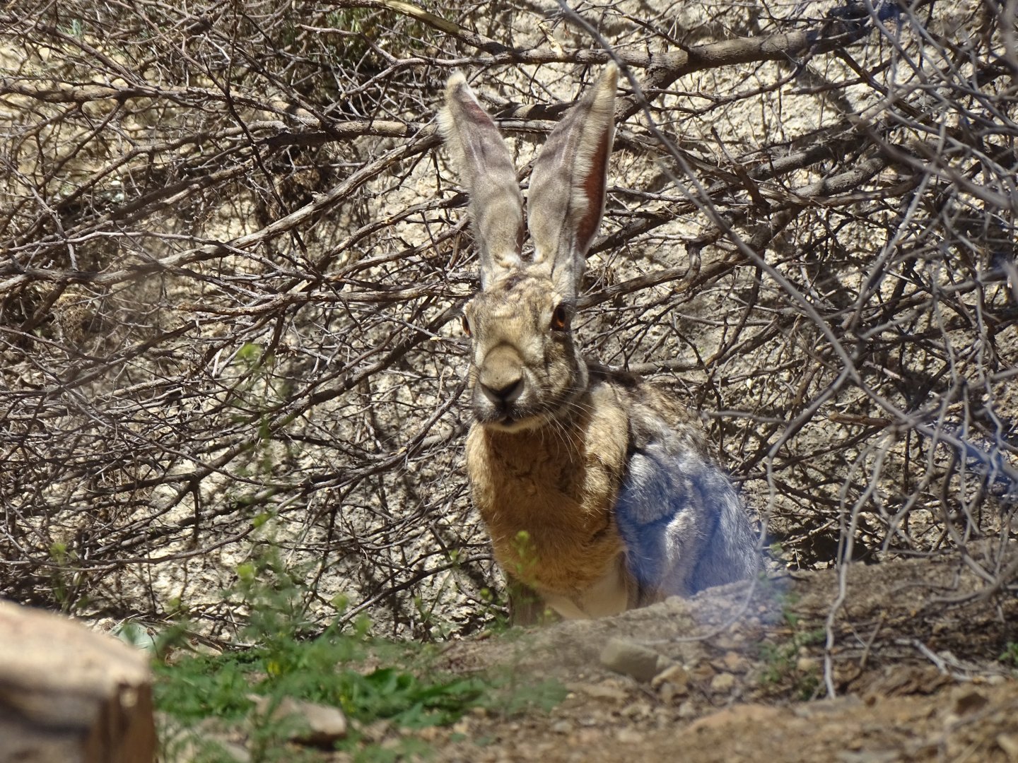 Antelope jackrabbit (Lepus alleni)